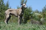 GREYHOUND 154